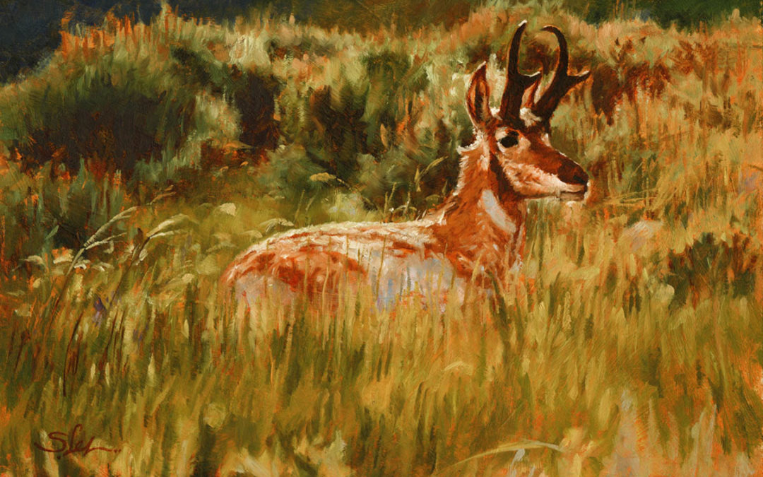 Antelope Summer