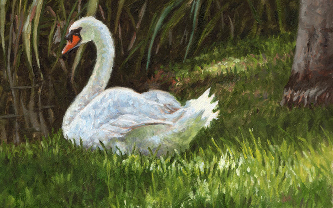 Dapple Light Swan