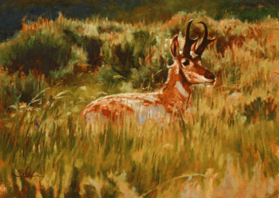 Antelope Summer