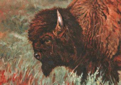 Buffalo Portrait